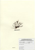 藏品(傘房龍鬚菜)的圖片